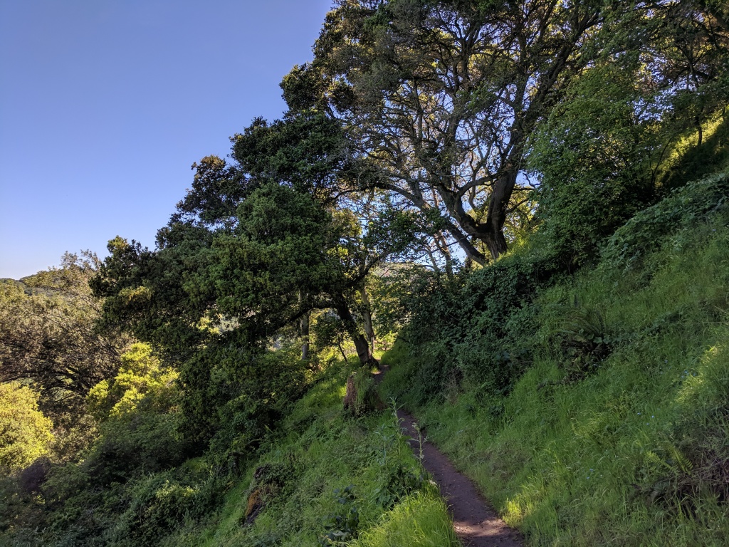 Descending through woods