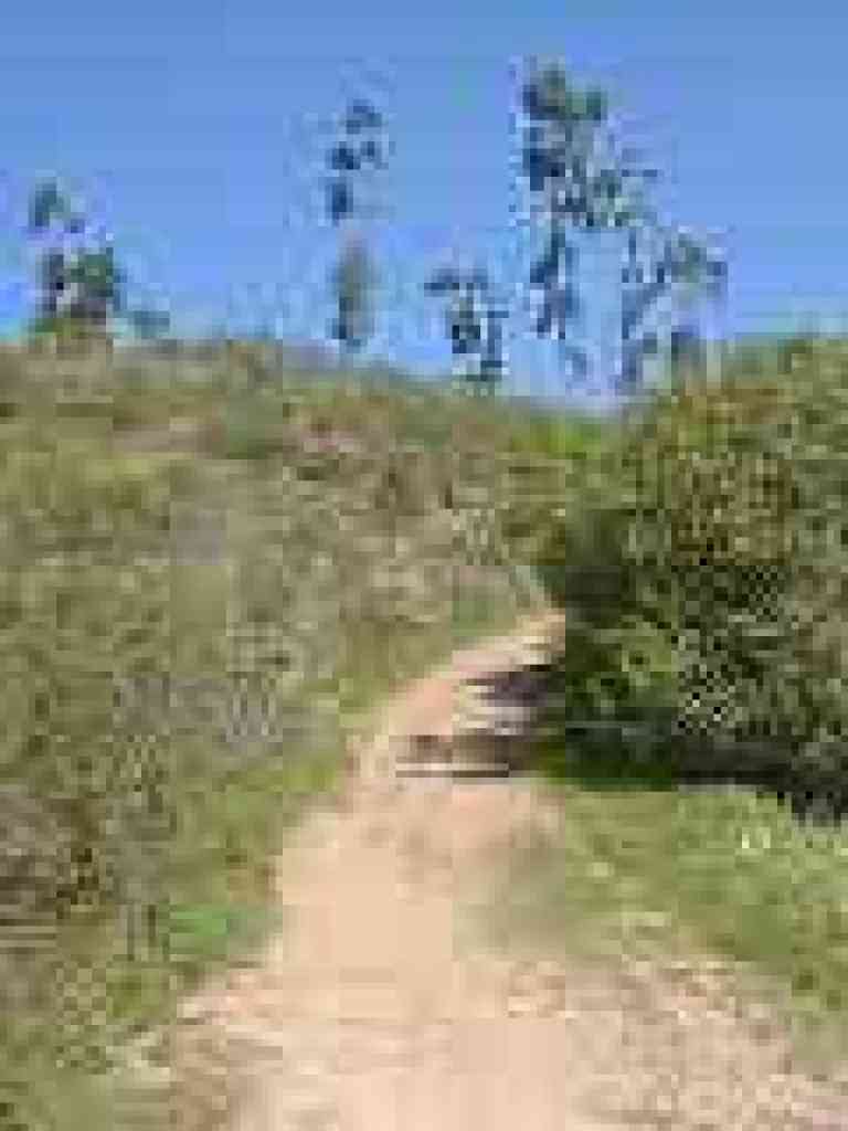 Goldenrod Trail