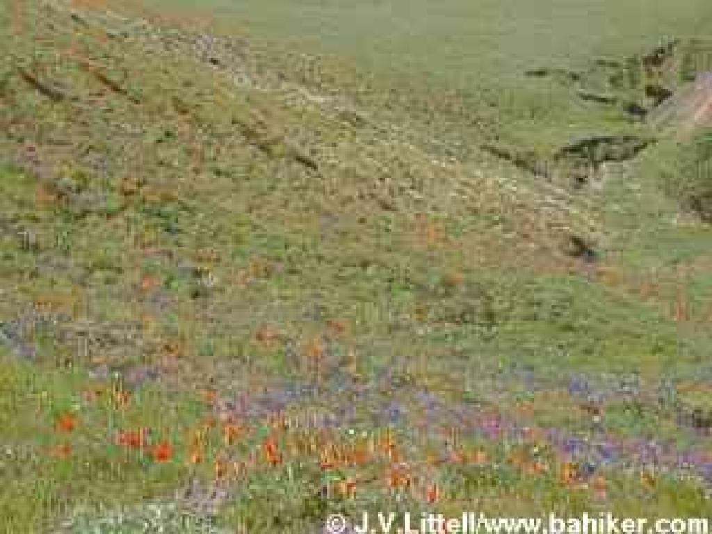 Wildflowers near the crest