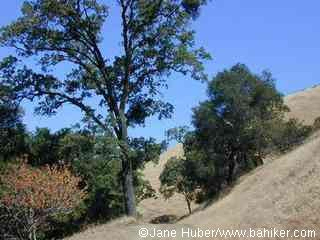 Franklin Ridge Loop Trail