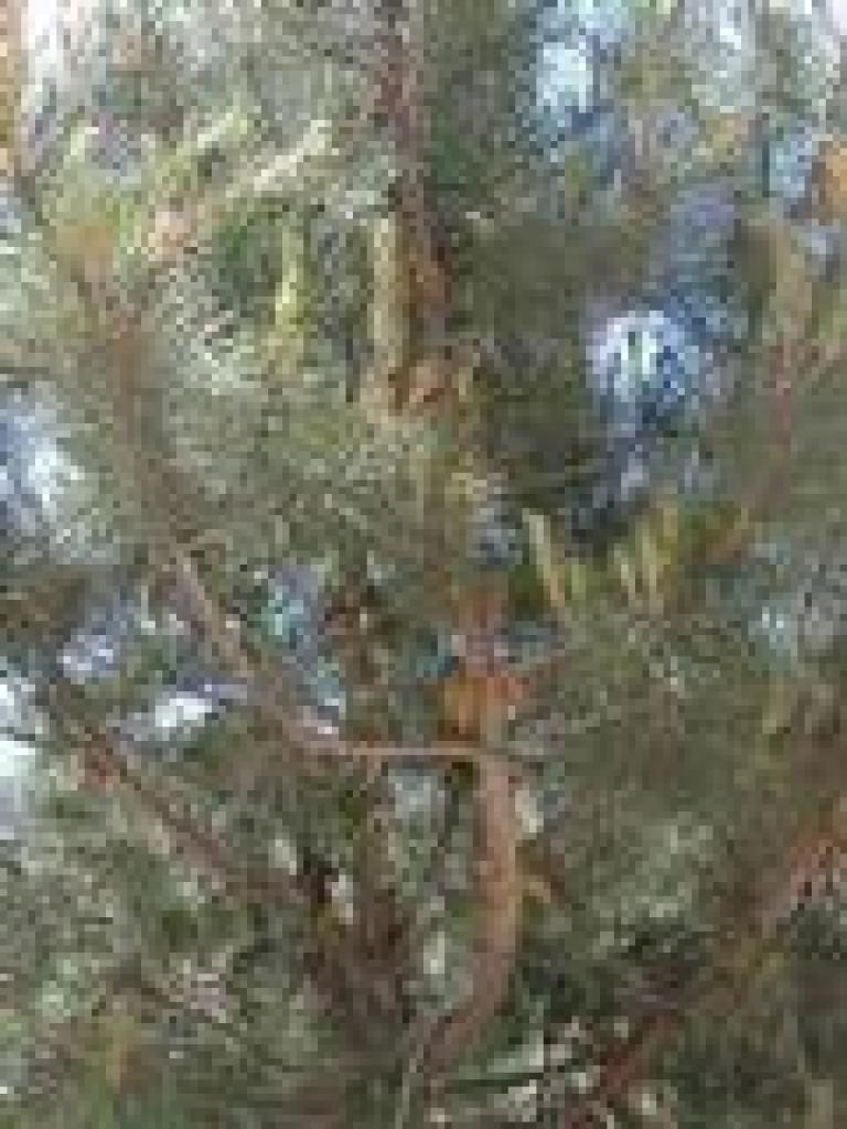 Knobcone pine
