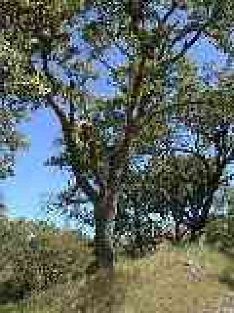 Blue oak