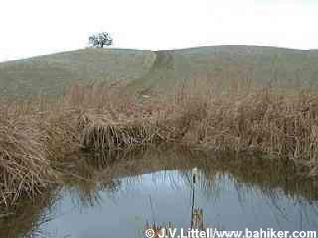 Pond on Foothill Trail