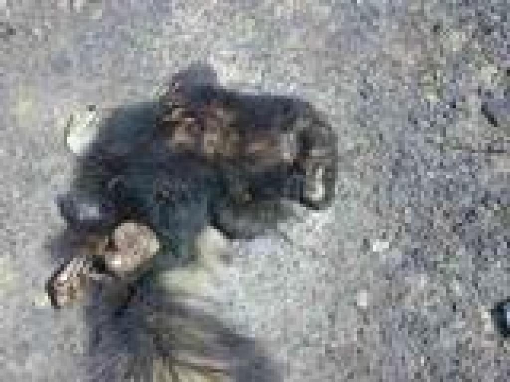 Dead skunk
