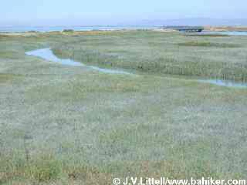 Cogswell Marsh