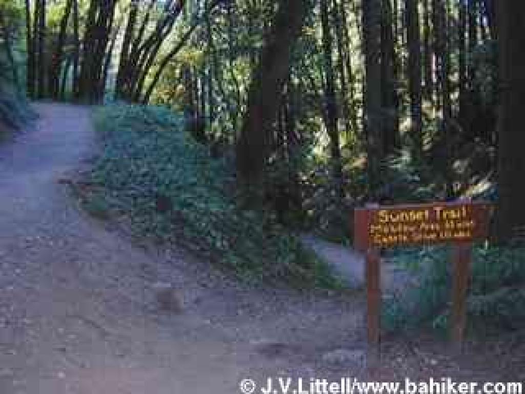 :Looking back down Sunset Trail from Sequoia Bayview Trail