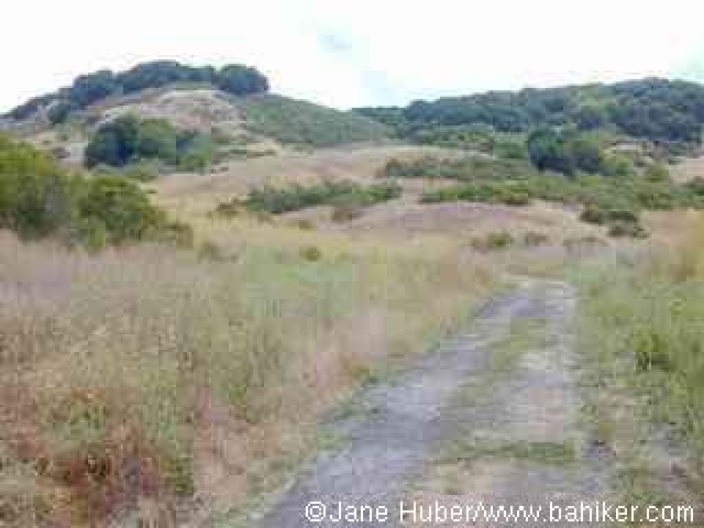 Black Oak Trail