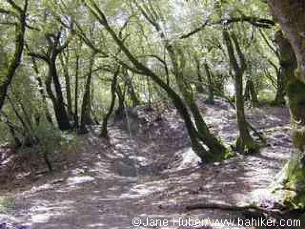 California bays on Elderberry Trail