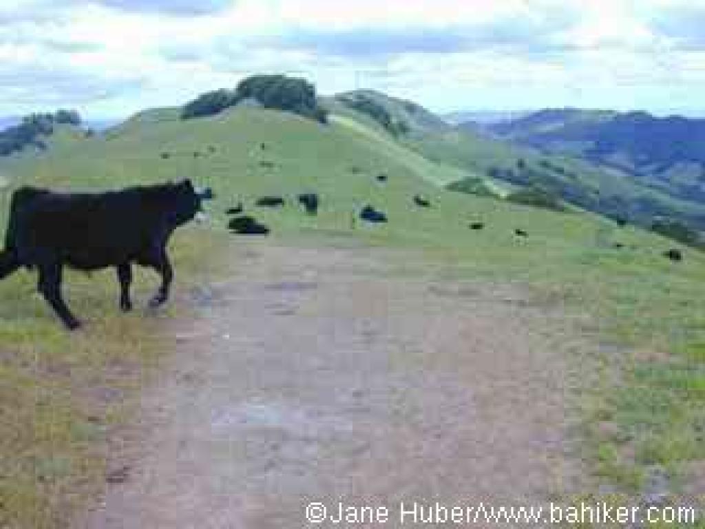 Cows on Upper Trail