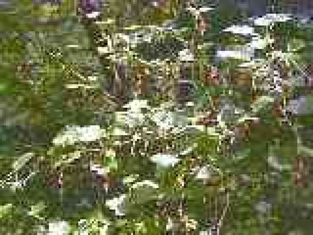 Gooseberry flowers