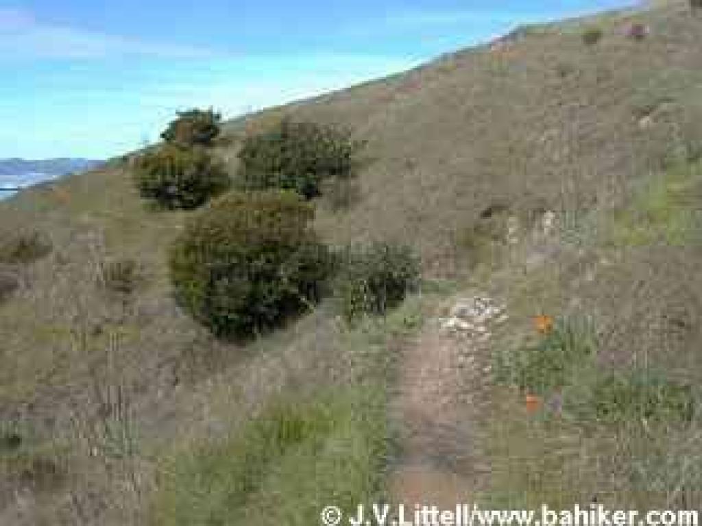 Poppies and other wildflowers bloom throughout these hillsides in spring