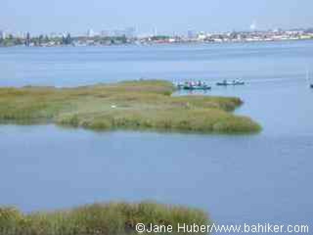 View of the marsh from the elevated platform near the trailhead