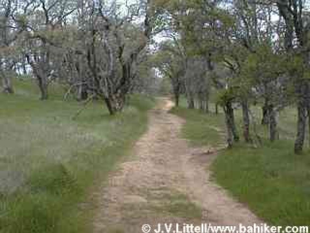 Blue Oak Trail