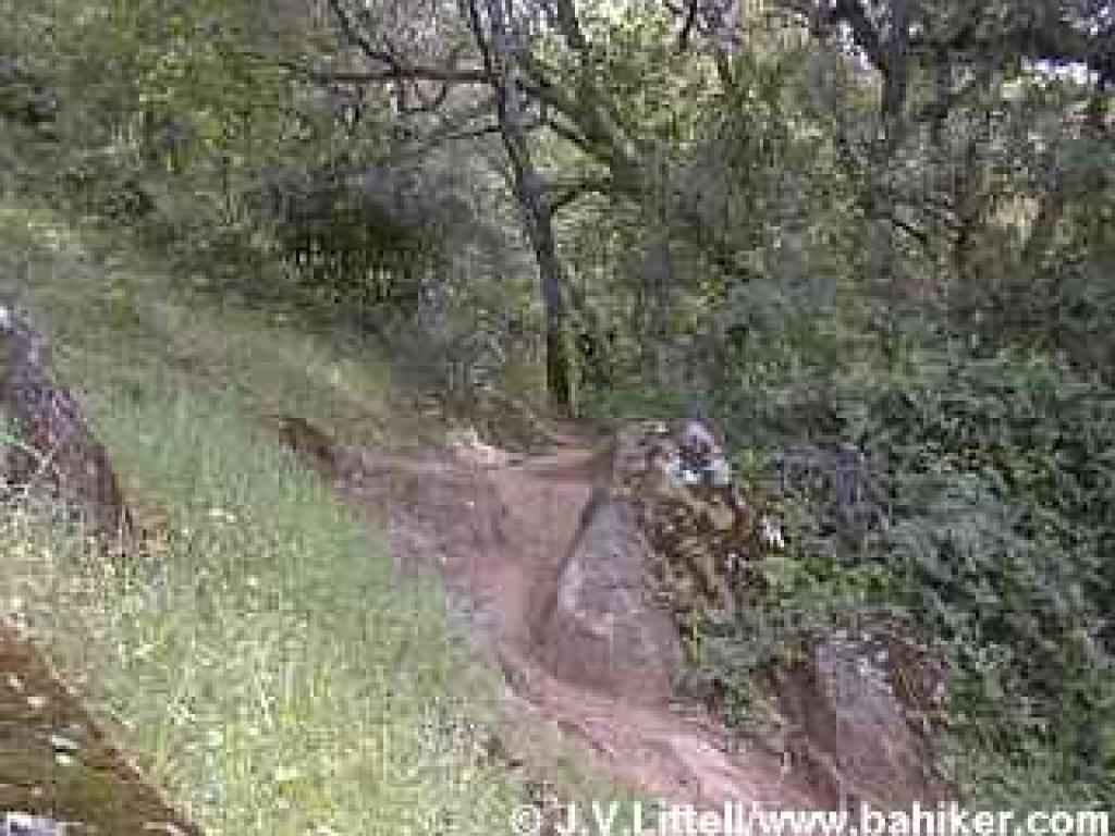 Coyote Trail