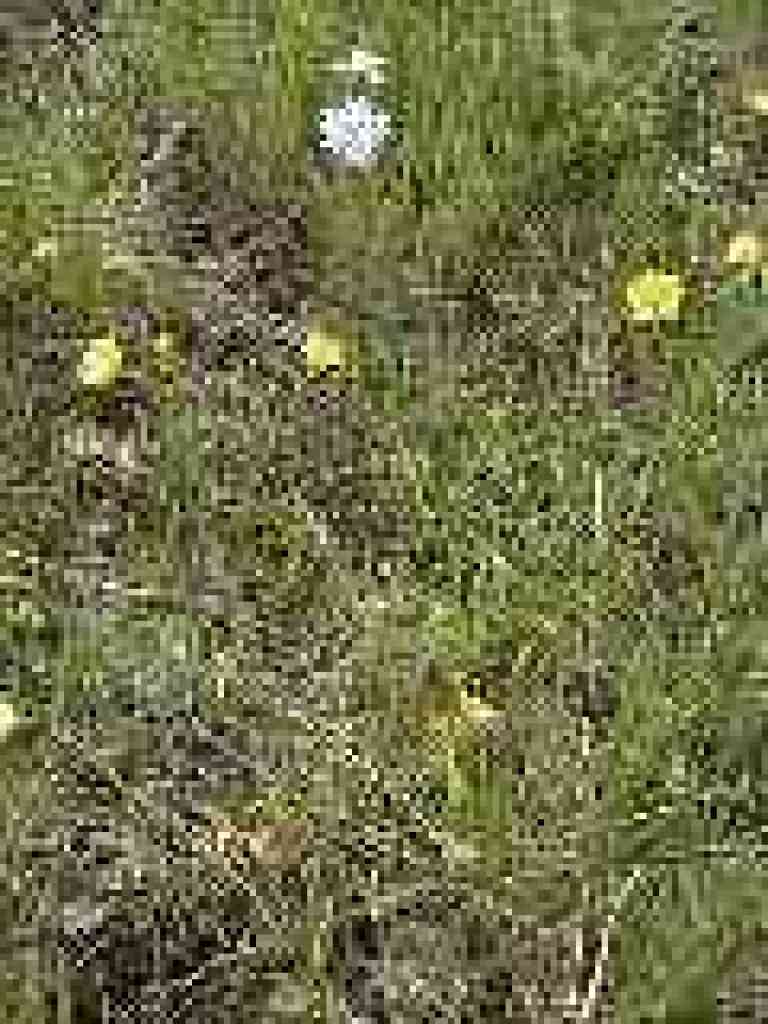 Buttercups and woodland star