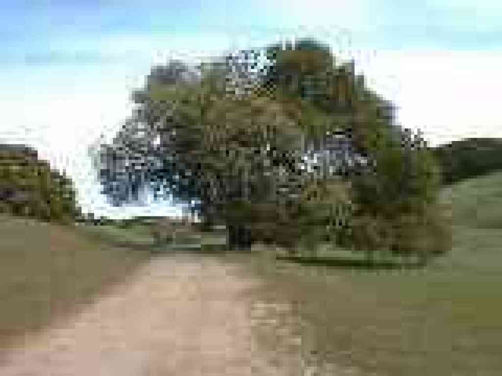 A coast live oak