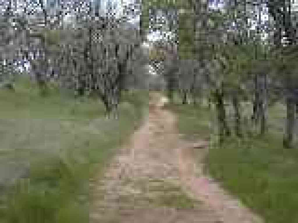 Blue Oak Trail