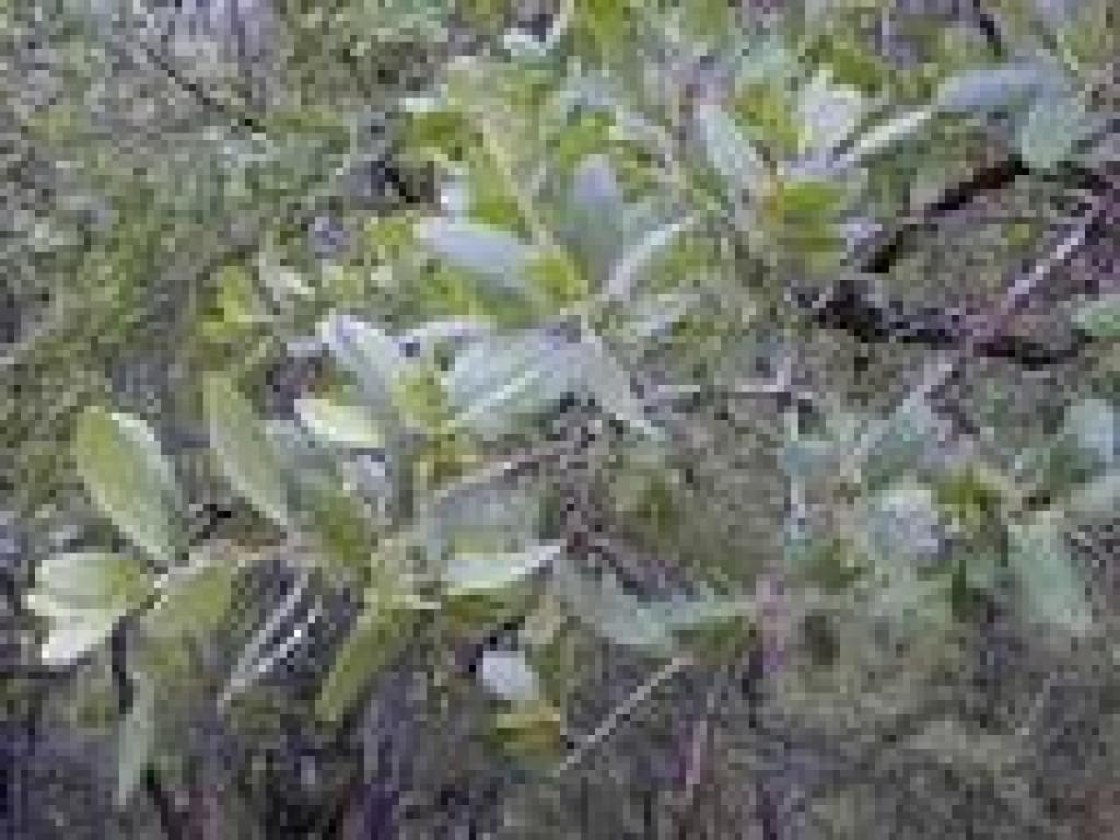 Blue oak leaves