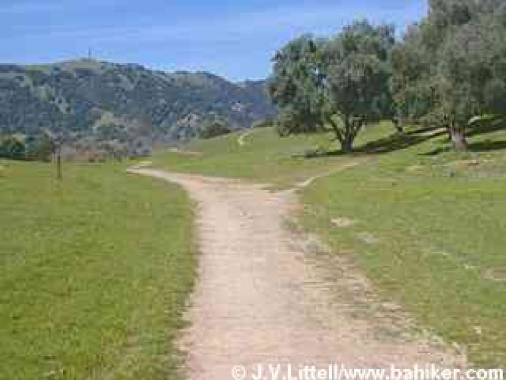 Olive Grove Trail