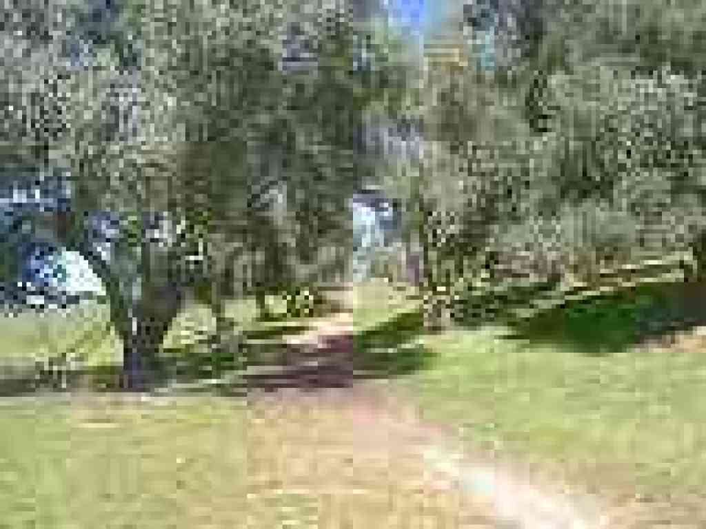 Olive Grove Trail