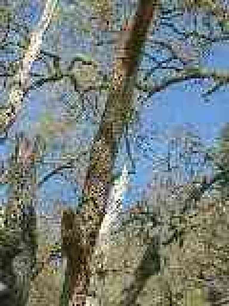 Woodpecker's tree
