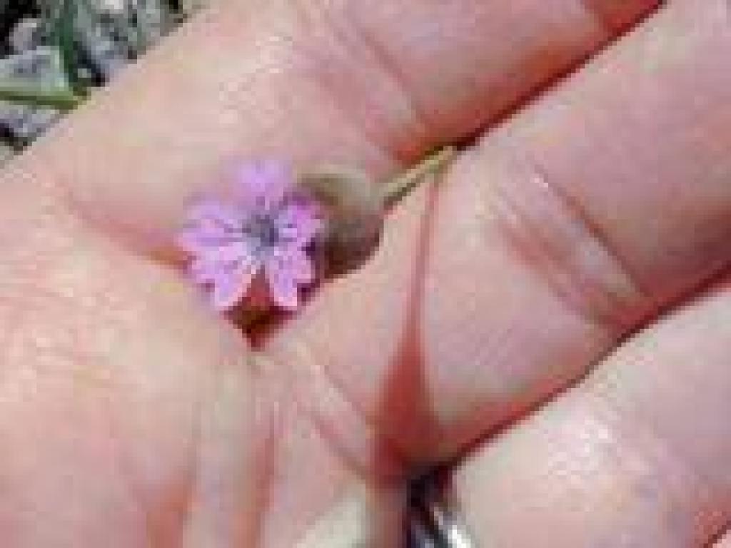 Pretty little pink flower