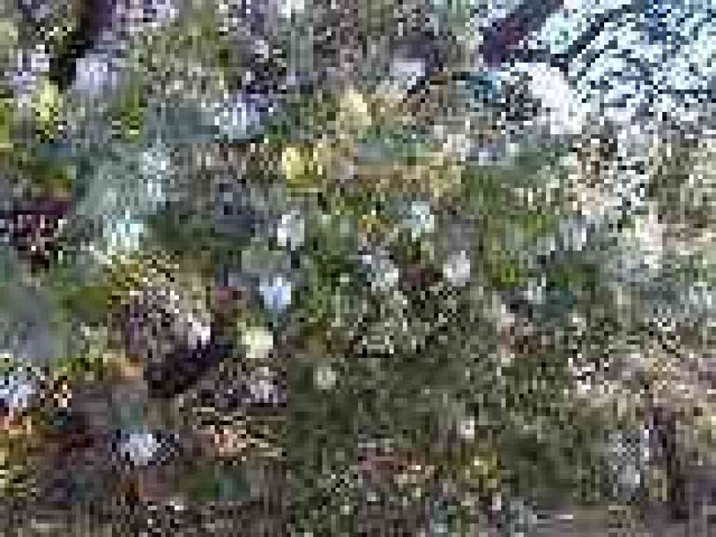 Manzanita in bloom