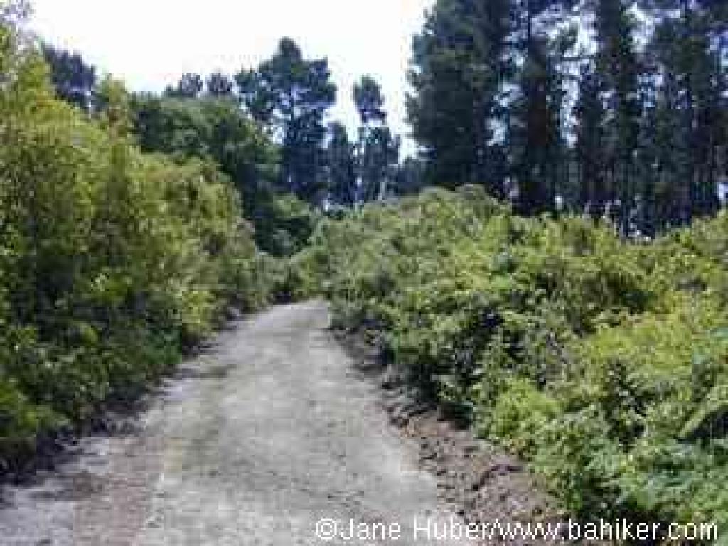 Laurel Canyon Road