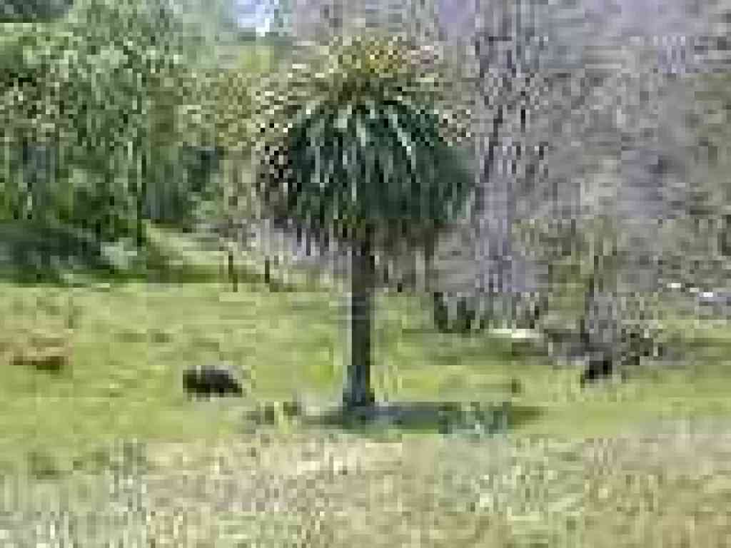 Palm and cows