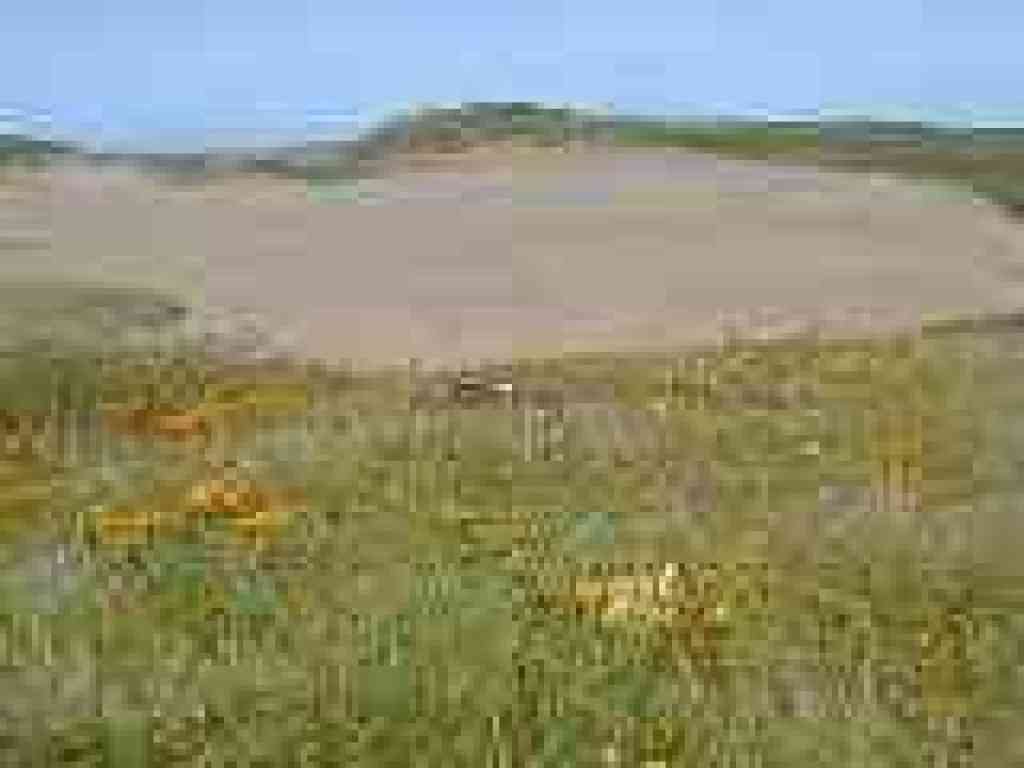 Flowers and dunes