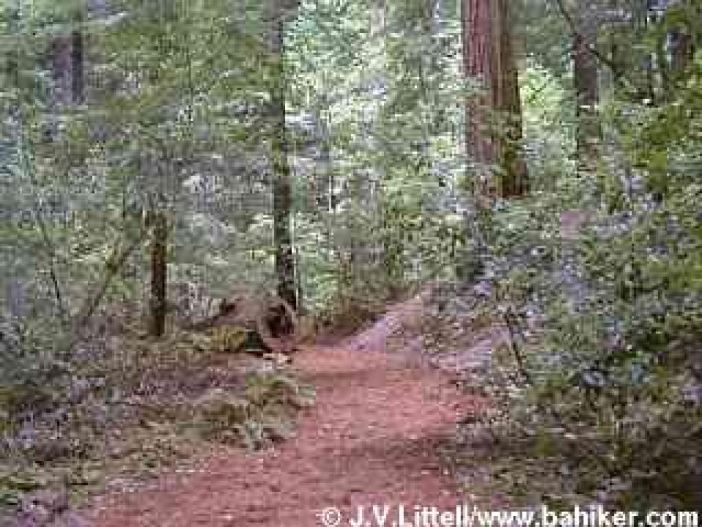 Redwood forest