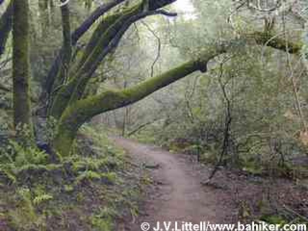 Dawn Falls Trail