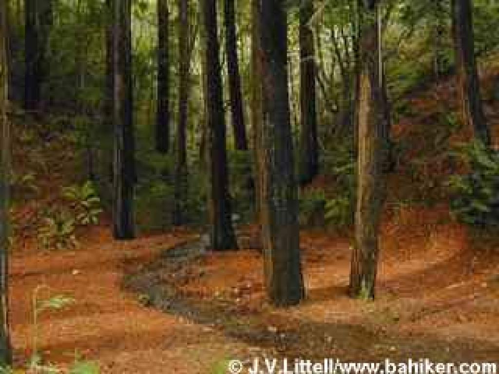Redwoods on Mount Tamalpais