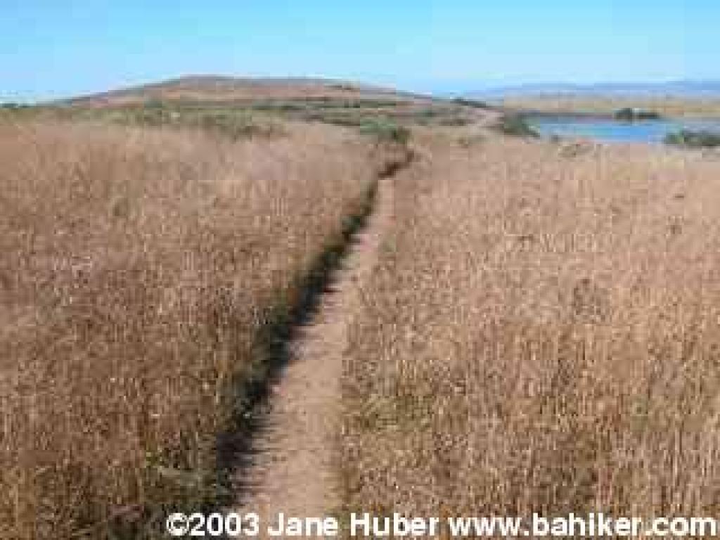 Bodega Head Trail