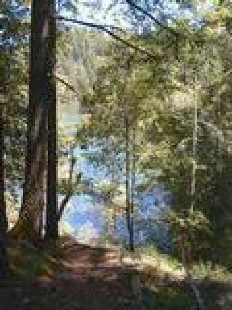 Alpine Lake through the trees