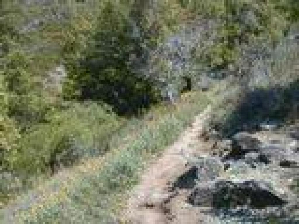 False lupine along the trail