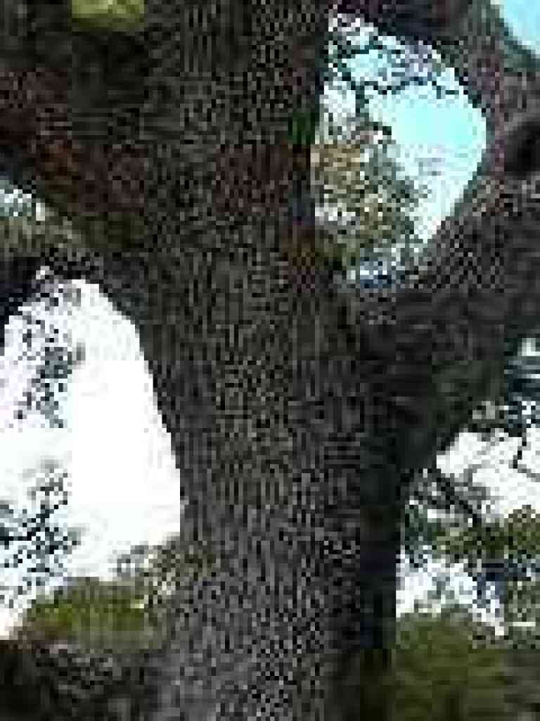 Oak tree plugged with acorns