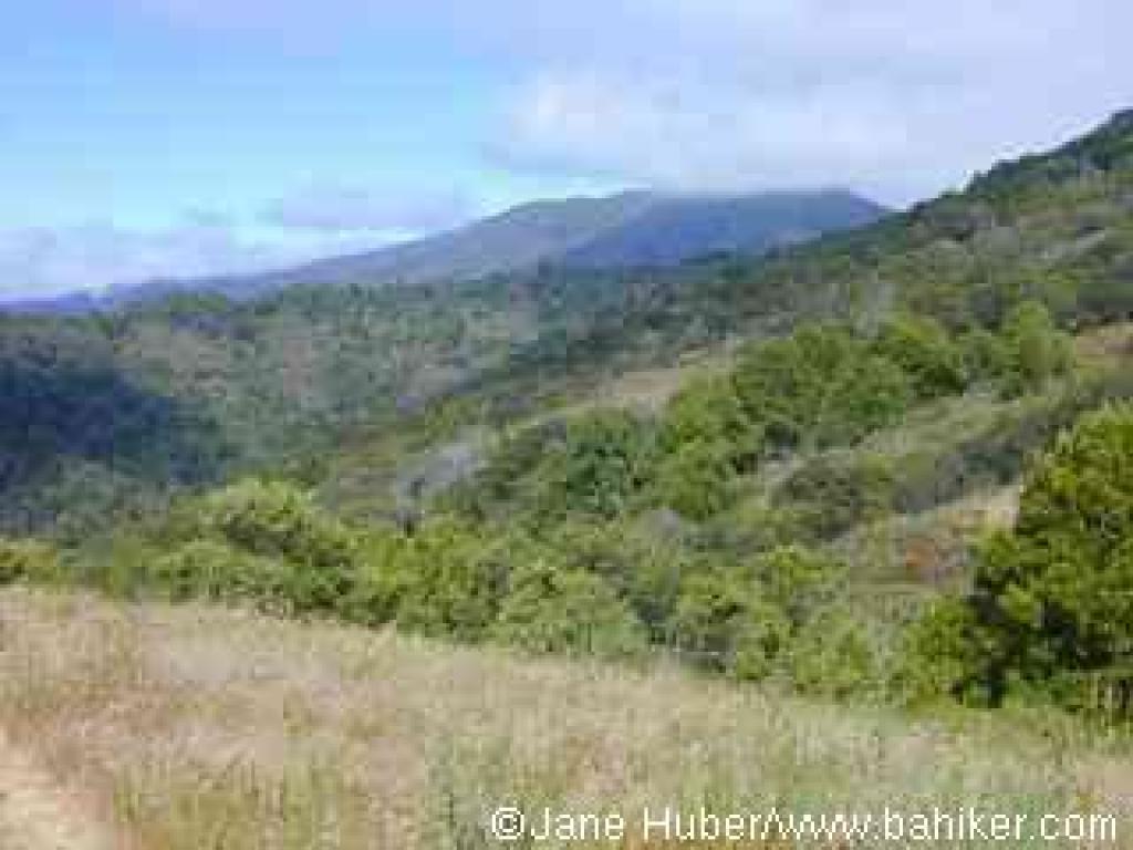 View to Tam from Middle Summit Fire Road