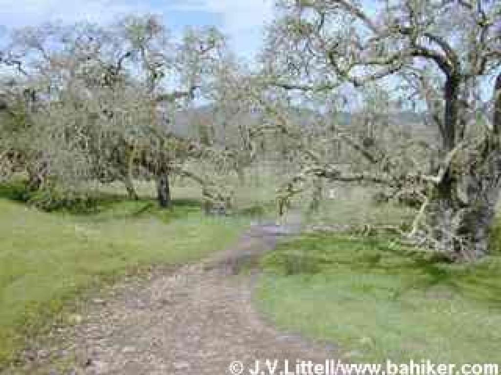 Fiddleneck Trail