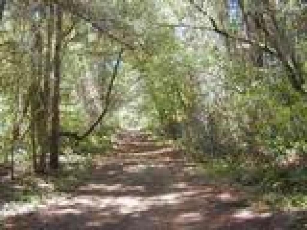 Bolema Trail