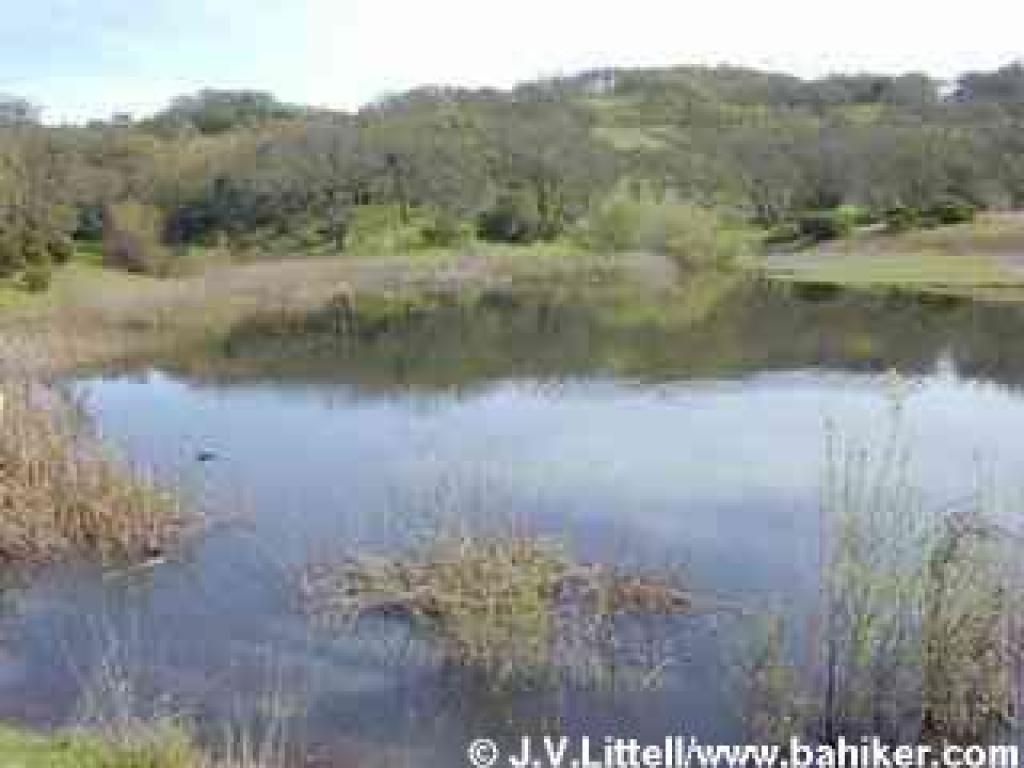 Pond C