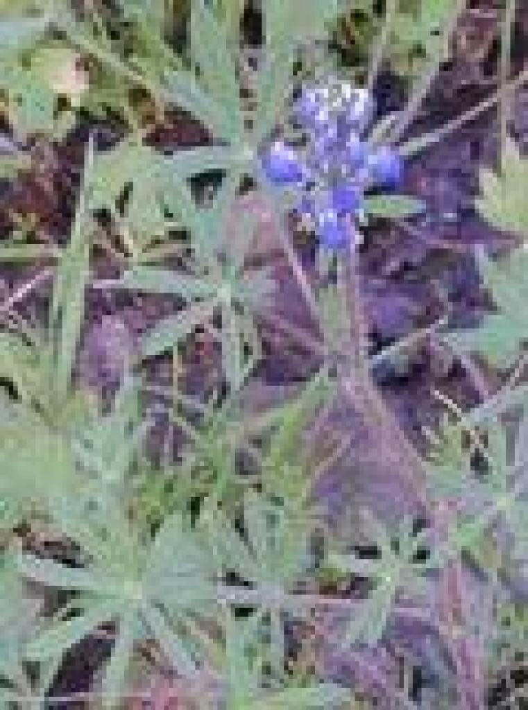 Blue and white lupine