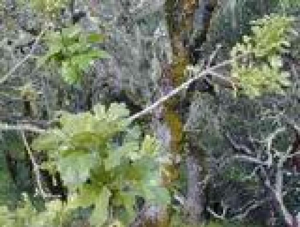 Oregon oak