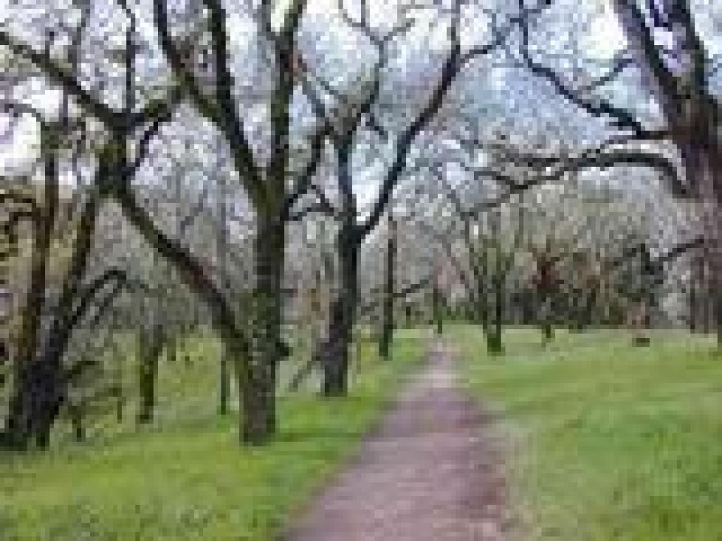 Oakwood Trail
