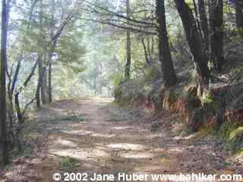 Conifer Fire Road
