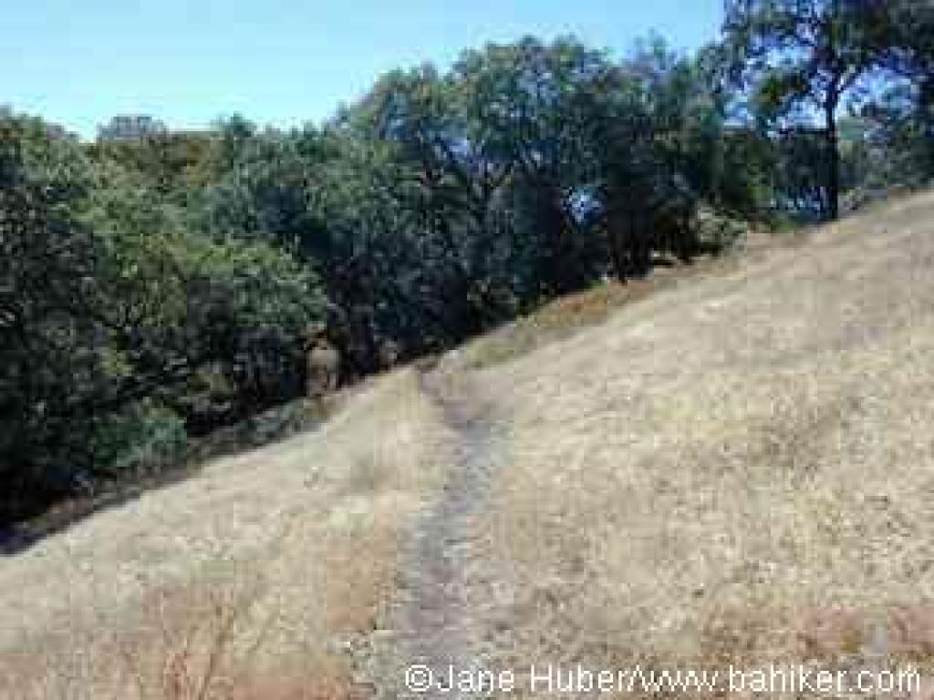 Near the end of Sonoma Ridge Trail