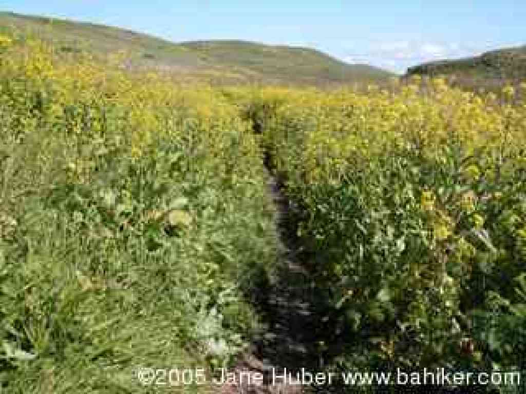 Trail to Kehoe Beach