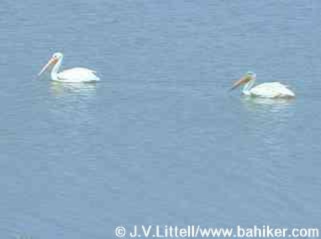 White pelicans photo