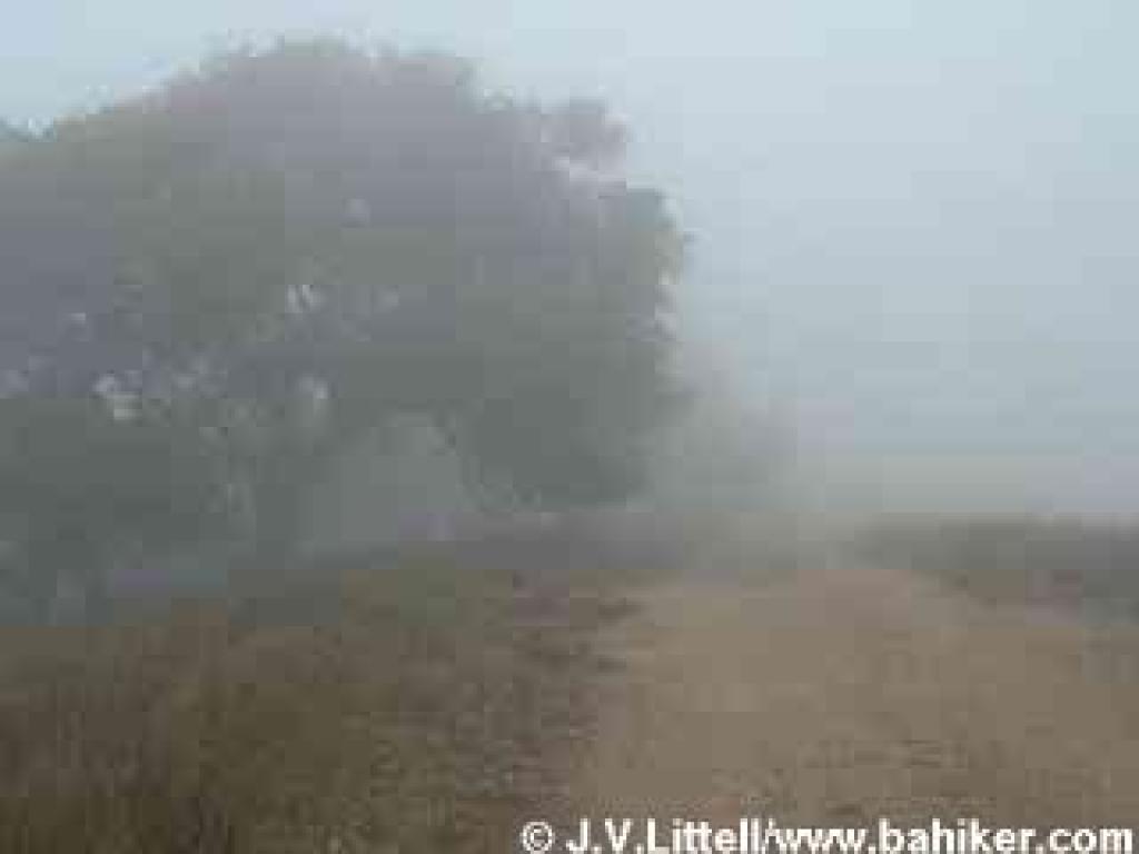 Coast live oak seen through the fog on Luiz Fire Road