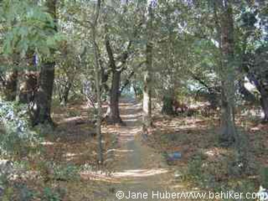 Verano Trail